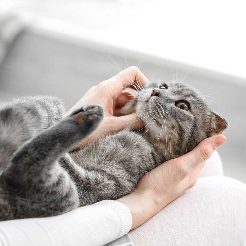 Happy cat