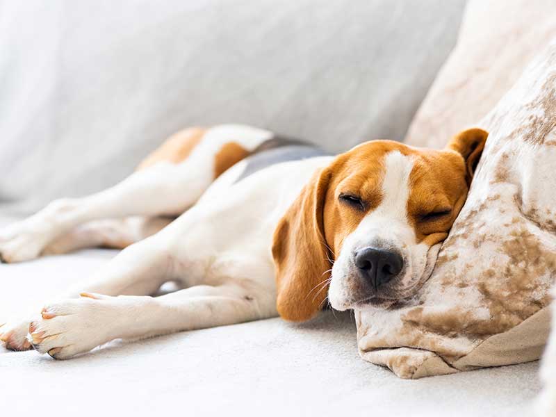 Sleepy dog