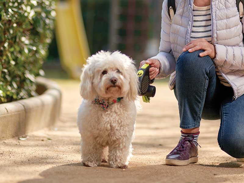 Bring your dog