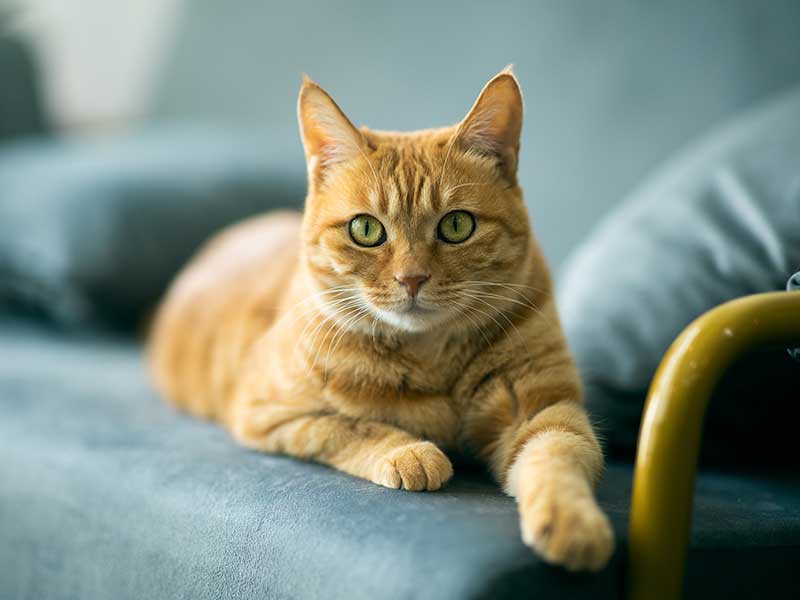 Cat friendly