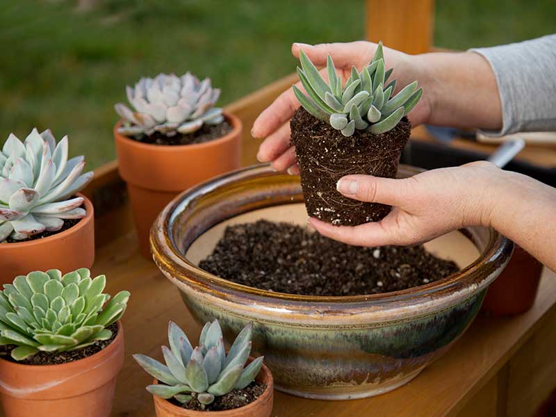 Gardening