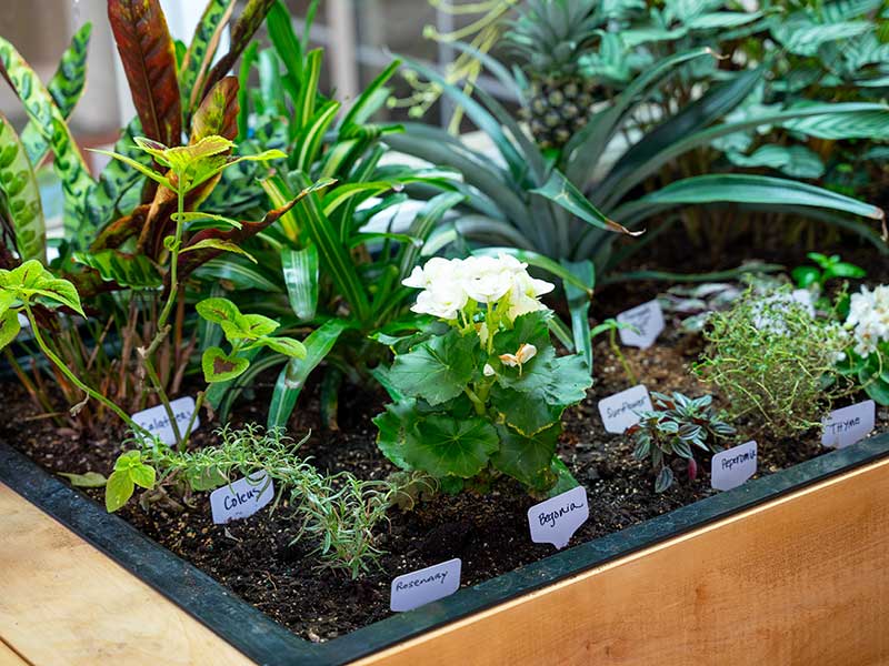 Herbs