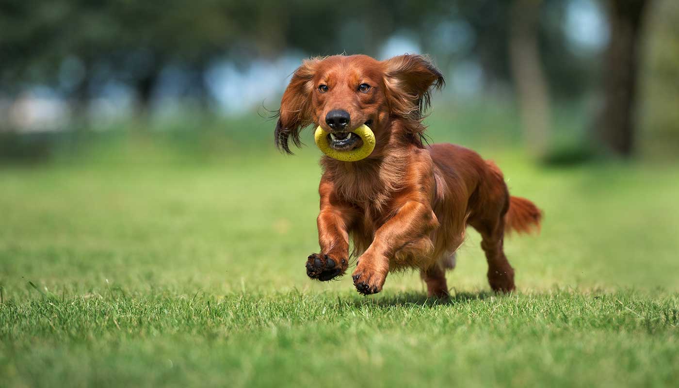 Jenner's Pond: Fun in the Dog Park